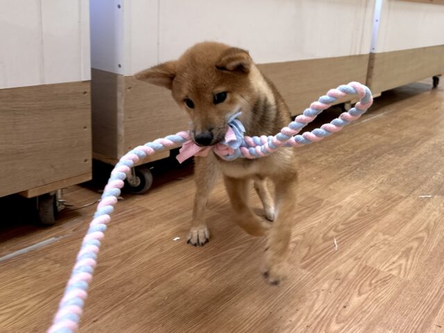 柴犬