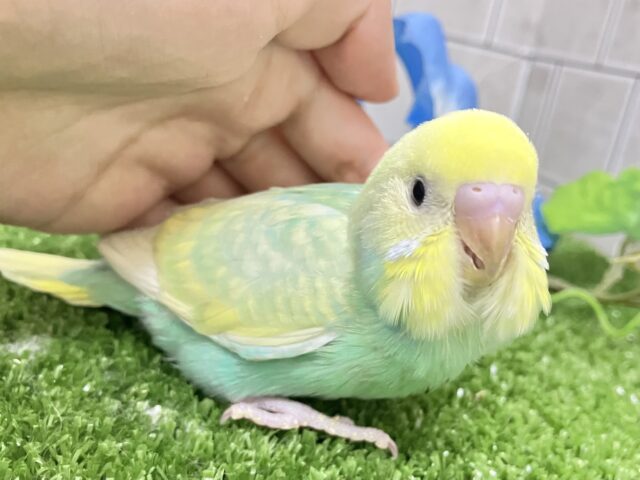 セキセイインコ