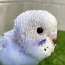 ✨最新画像✨青空に羽ばたくスカイカラー💙セキセイインコ