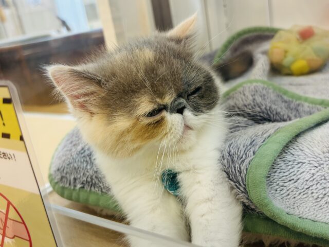 エキゾチック