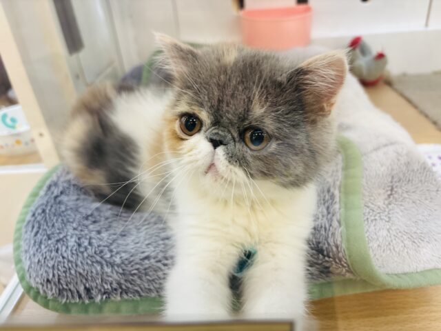 エキゾチック