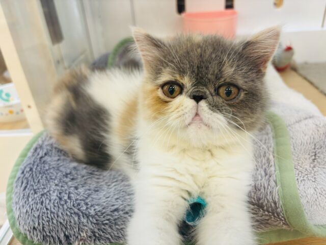エキゾチック