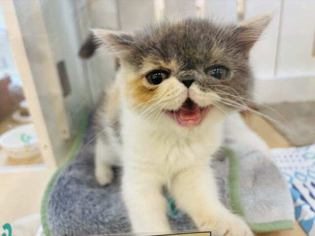 エキゾチック