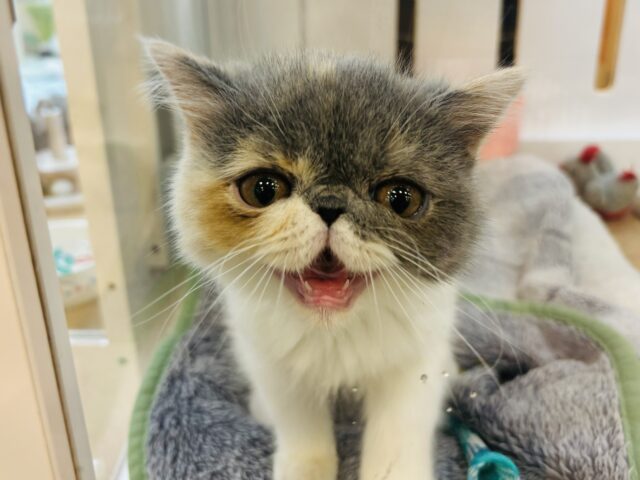 エキゾチック