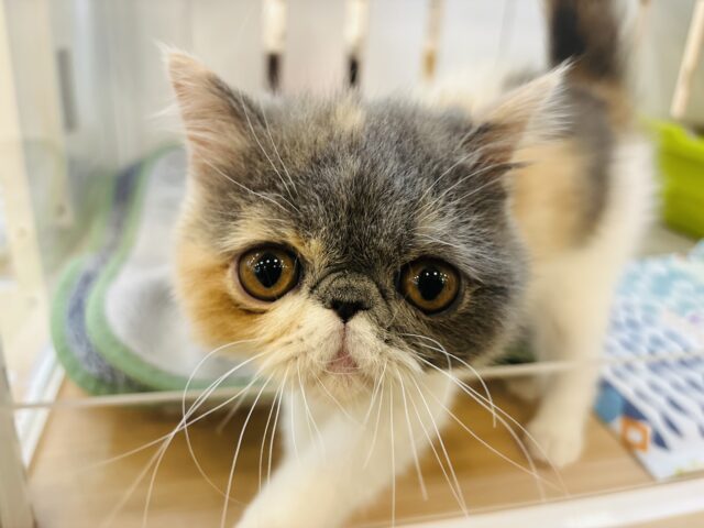 エキゾチック