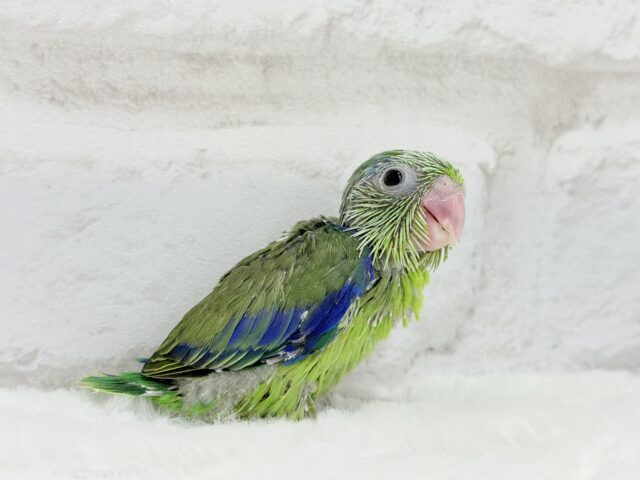 マメルリハ