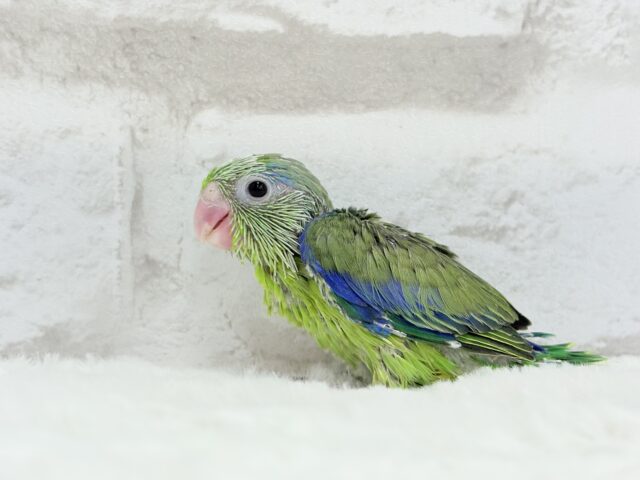 マメルリハ