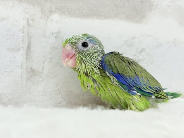 マメルリハ
