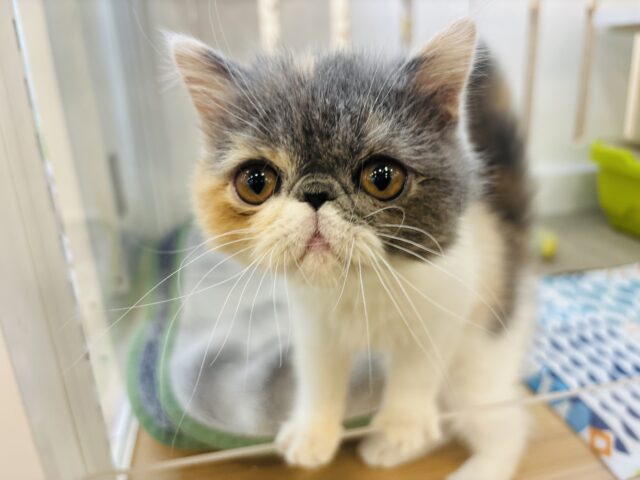 エキゾチック