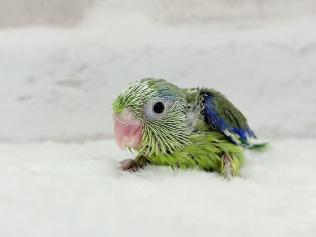 マメルリハ