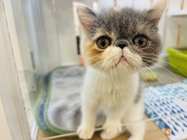 エキゾチック