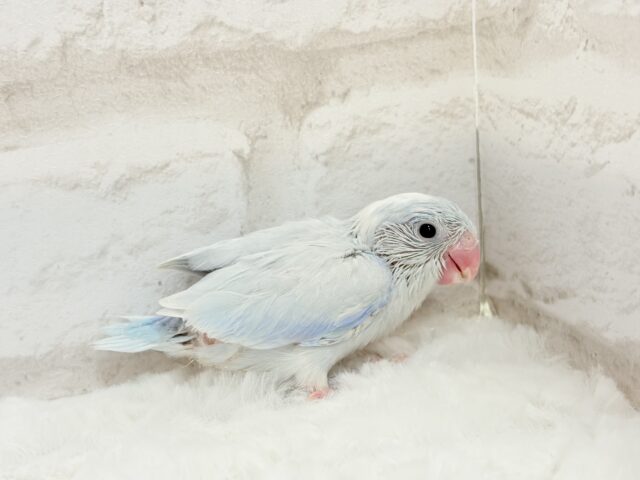 マメルリハ