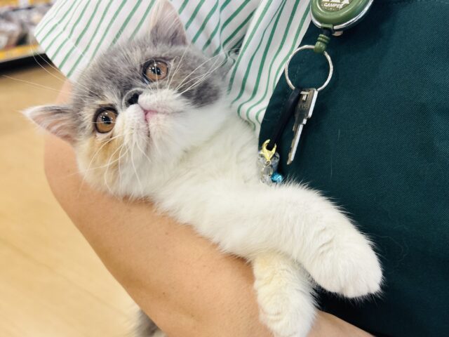 エキゾチック