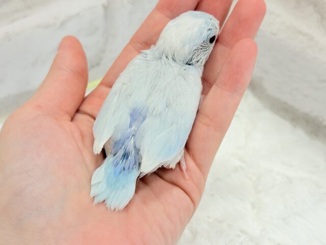 マメルリハ