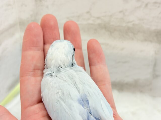 マメルリハ
