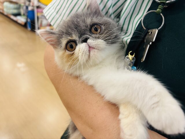 エキゾチック