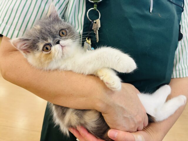 エキゾチック