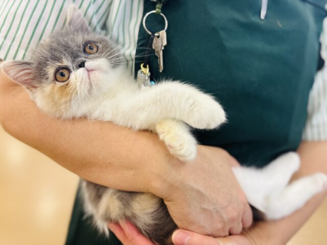 エキゾチック