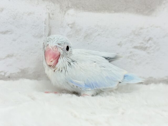 マメルリハ