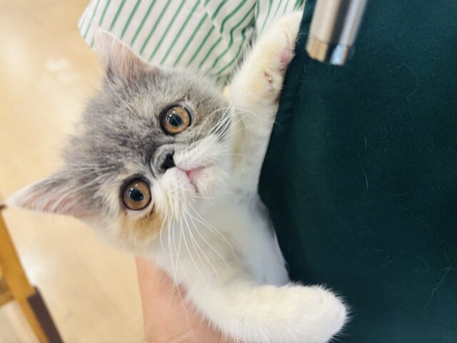 エキゾチック