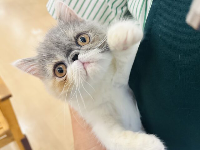 エキゾチック