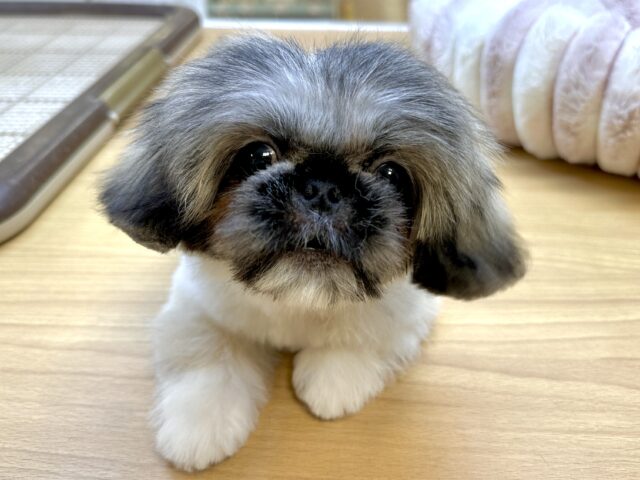 ペキニーズ