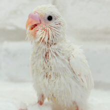 テクテクテク🐾⋆⭒おべんとつけてどこ行くのっ？♪セキセイインコ(ダブルファクター)