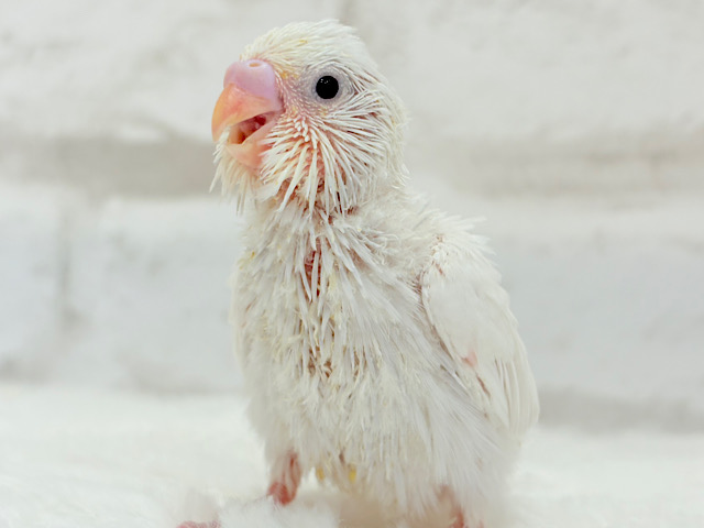 テクテクテク🐾⋆⭒おべんとつけてどこ行くのっ？♪セキセイインコ(ダブルファクター)
