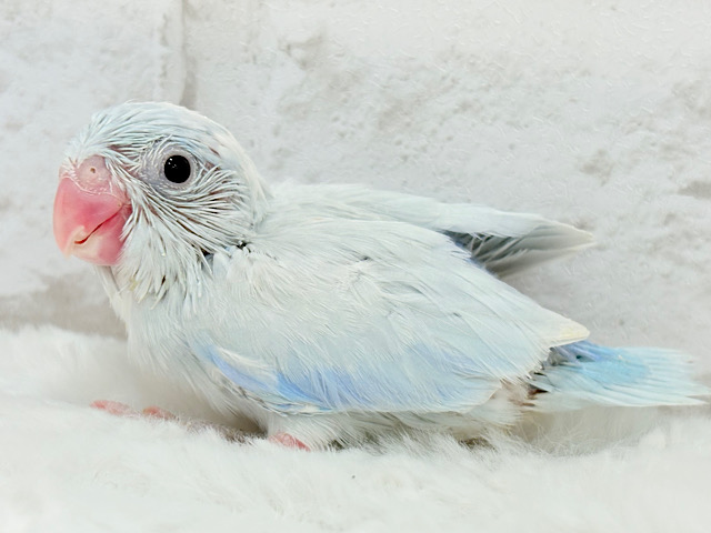 夏本番🎐🫧涼しげアイスに癒されて🧊マメルリハ(アメリカンホワイトパイド)男の子 ヒナ