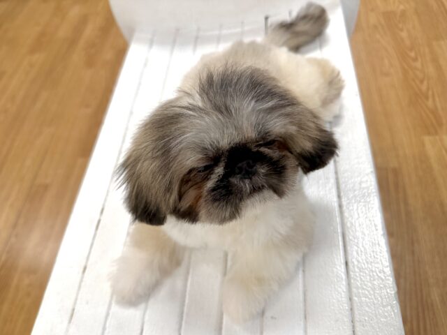 ペキニーズ