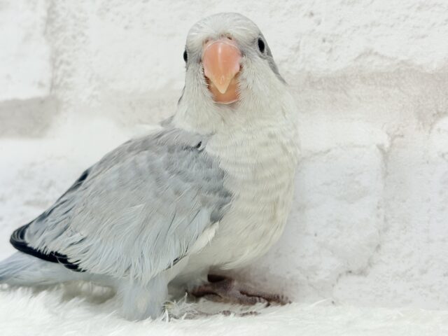 オキナインコ
