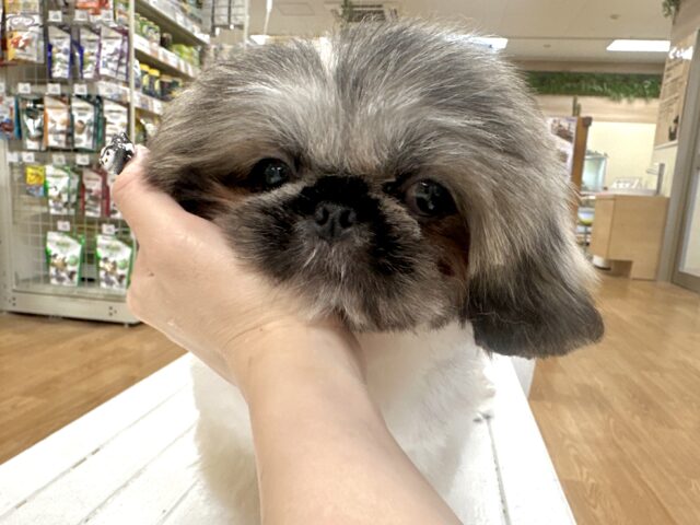 ペキニーズ