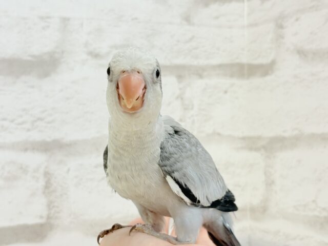 オキナインコ