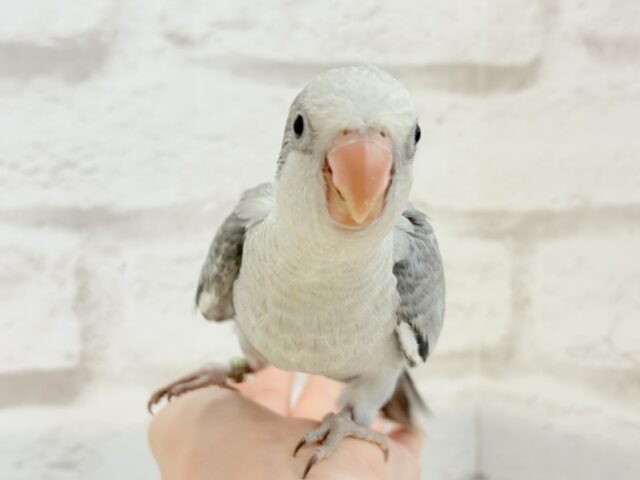 オキナインコ