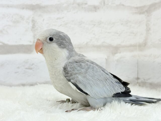 オキナインコ
