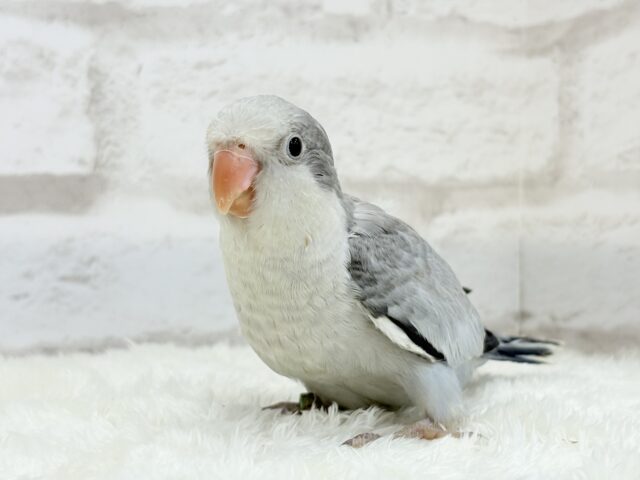 オキナインコ