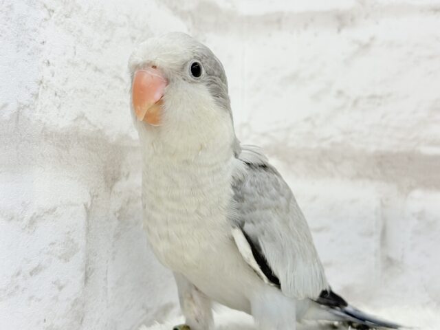 オキナインコ