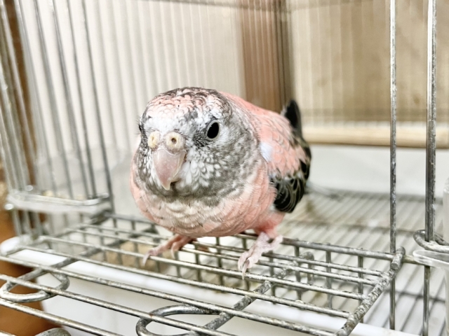 アキクサインコ（秋草インコ）