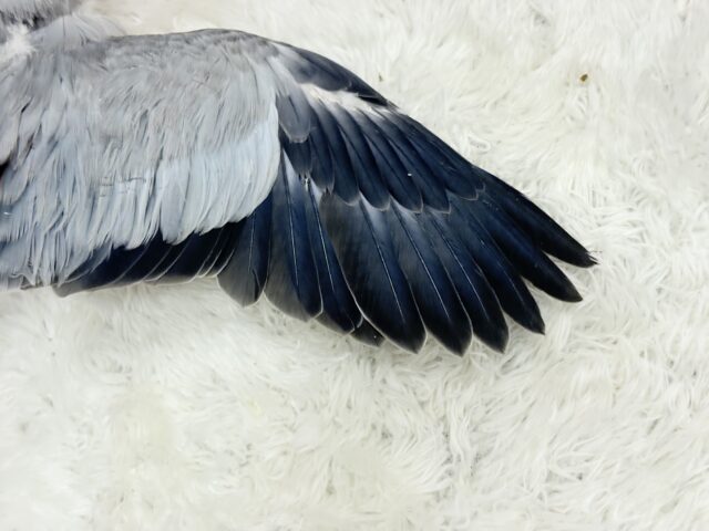 オキナインコ