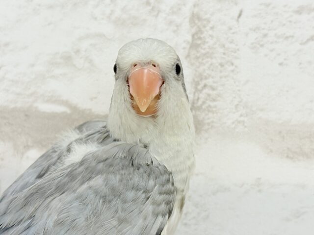オキナインコ