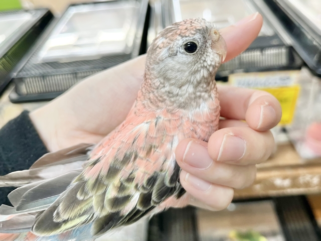 アキクサインコ（秋草インコ）