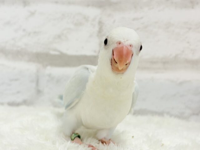 オキナインコ