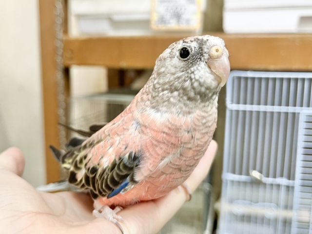 アキクサインコ（秋草インコ）