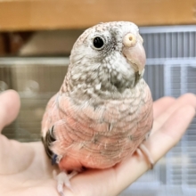 【🆙最高画像あり‼️】控えめちゃん☺️🩷　アキクサインコ（ローズ）