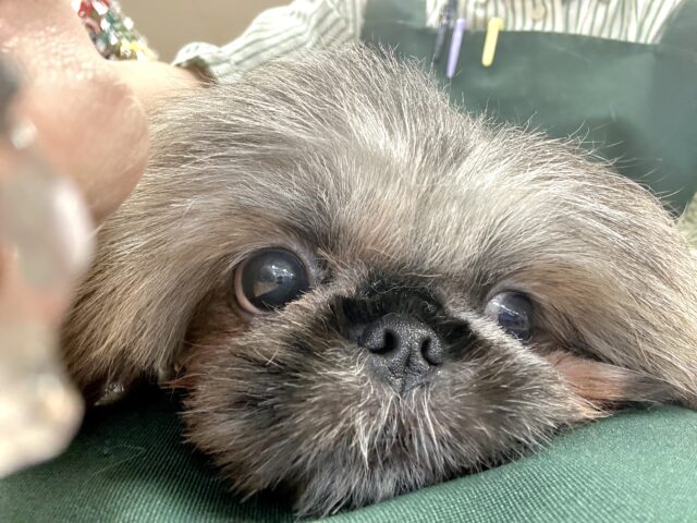 ペキニーズ