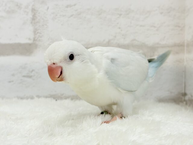 オキナインコ