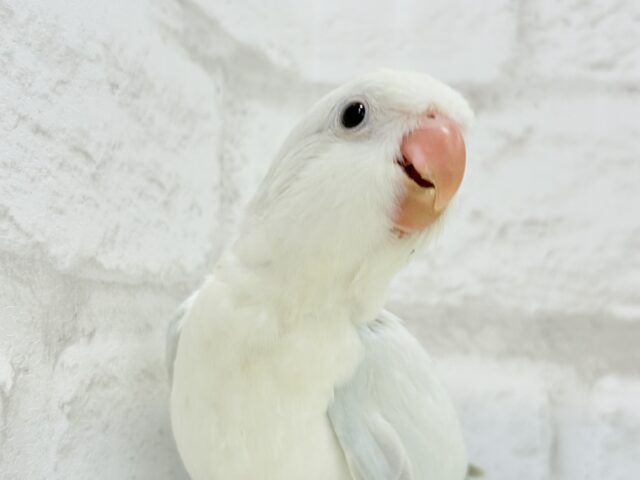 オキナインコ