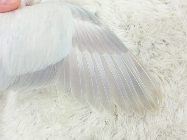 オキナインコ