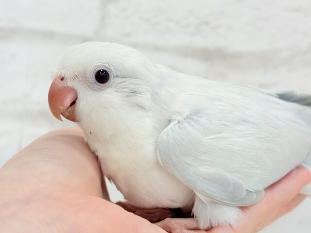 オキナインコ