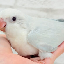 透明感たっぷり〜🫧どんぐりアイスブルー🌰🧊オキナインコ(ブルーパリドイノオパーリン) ヒナ